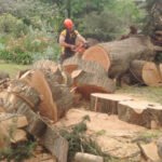 Tree cutting service