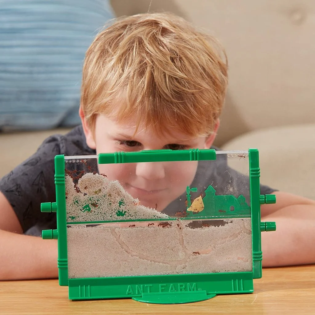 Ant farms and ant nests for sale